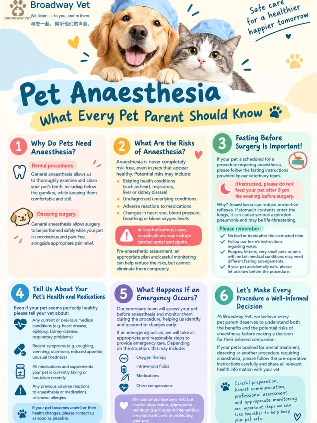 Pet anaesthesia: understanding the risks and preparing for a procedure