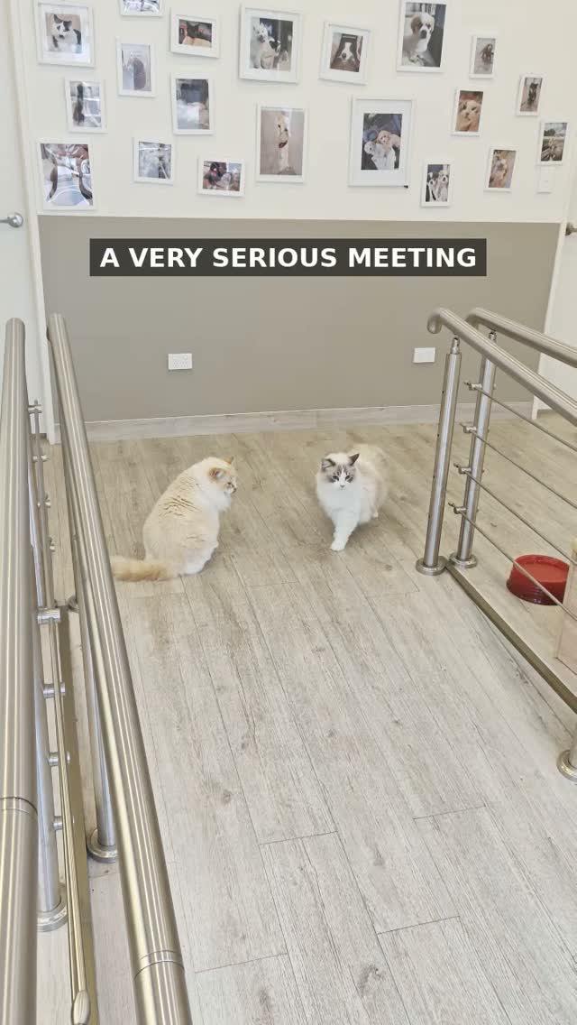 An important meeting between our feline supervisors
