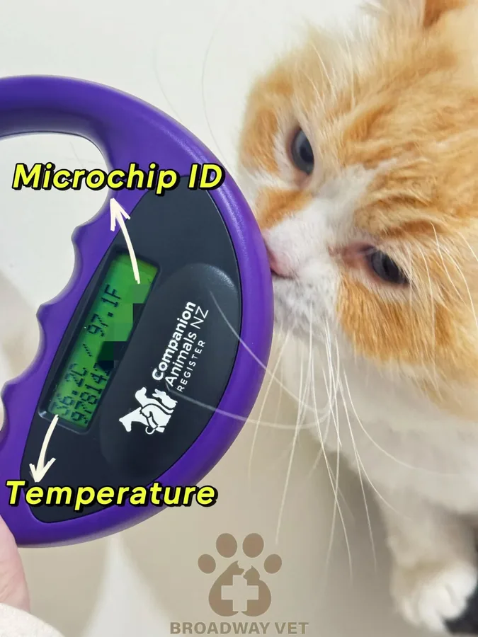 The importance of microchipping your pet