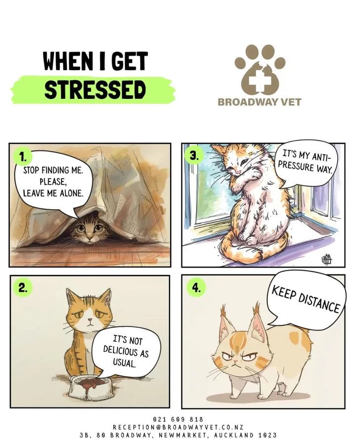 Reading your cat's body language