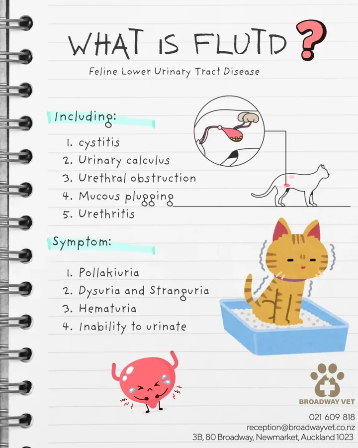 What a cat's litter box can tell you