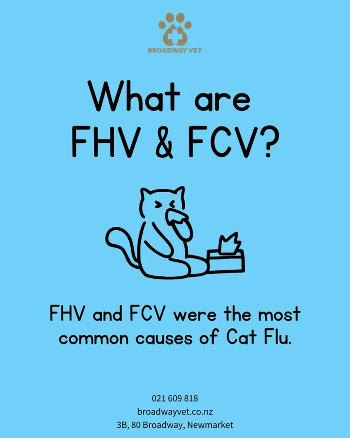 Cat flu: common signs and what to watch