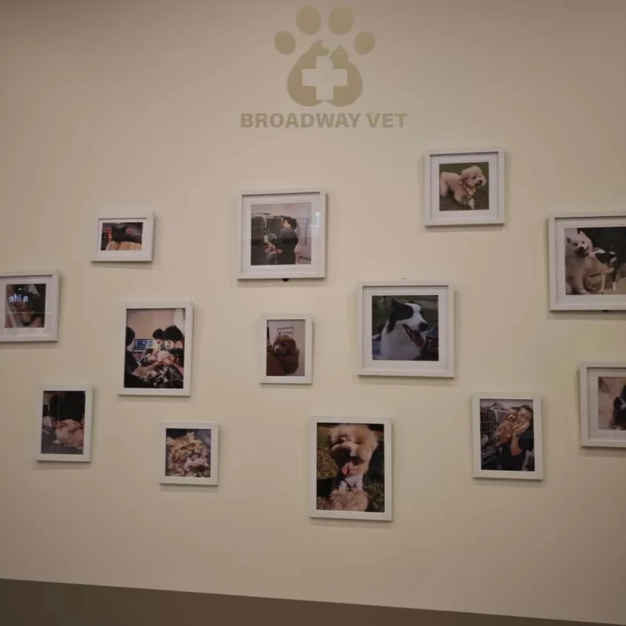 Preparing for your pet's first vet visit
