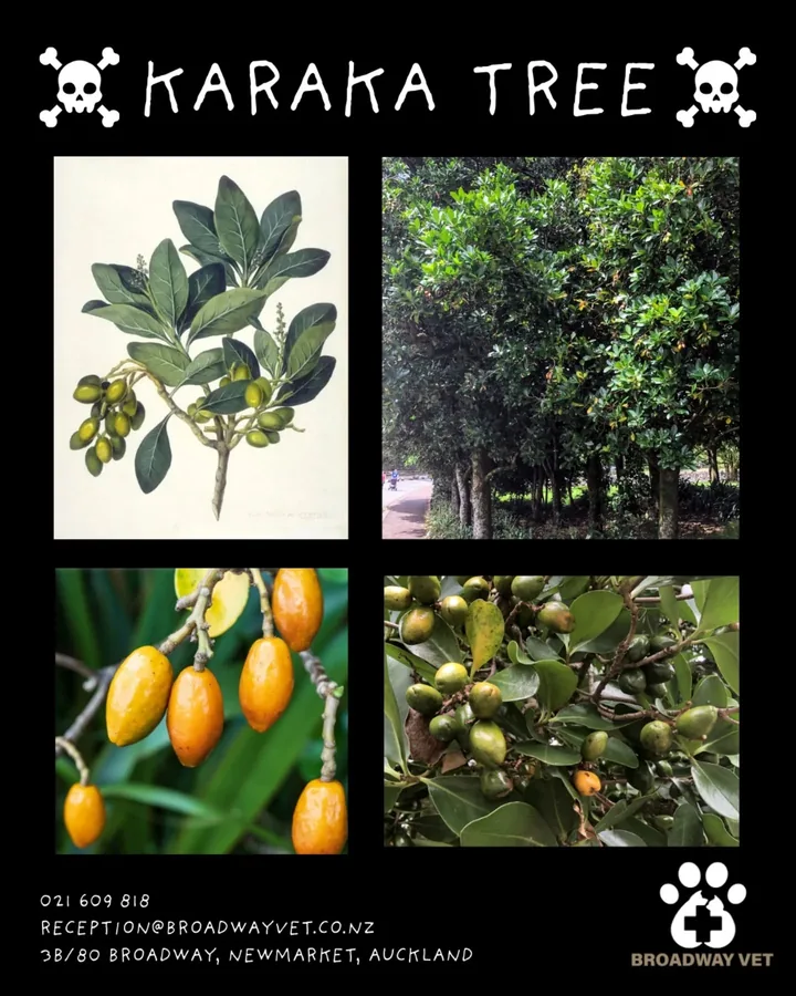 Karaka tree safety when walking dogs