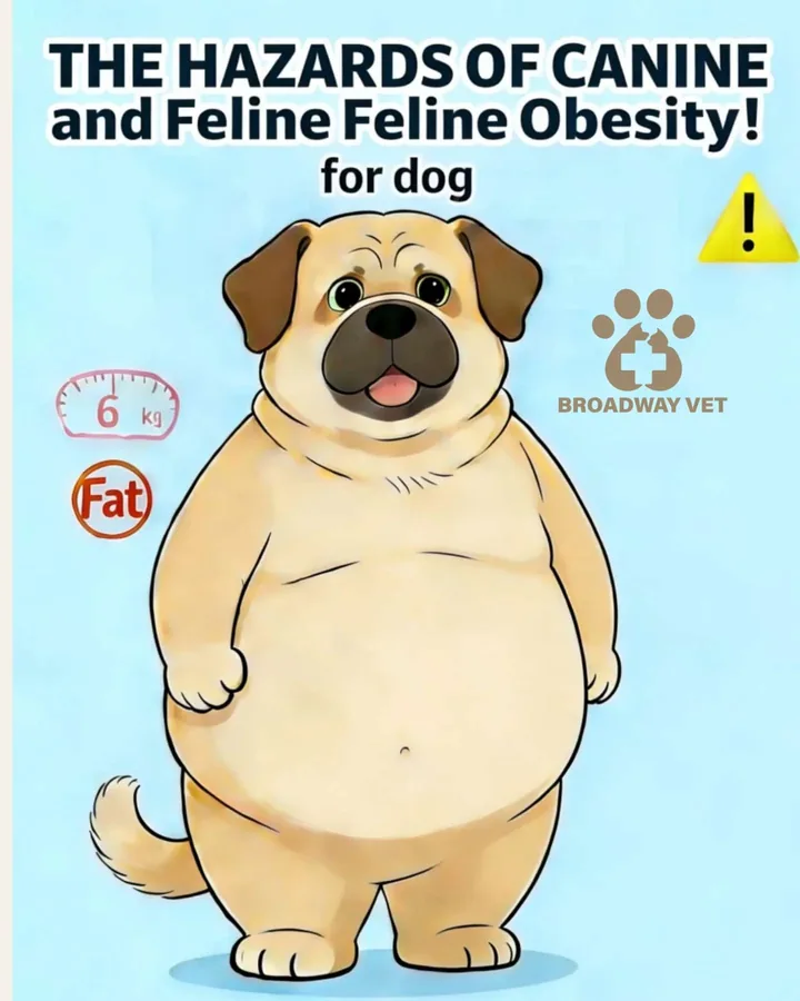 Healthy weight management for dogs