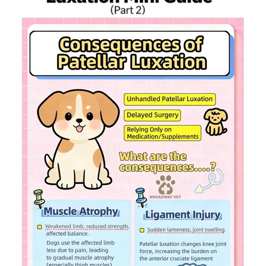Understanding patellar luxation in dogs