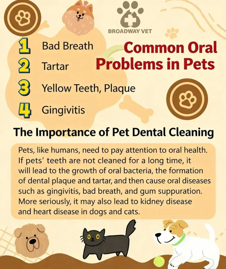Looking after your pet's dental health